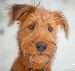 Leírása kutyafajta skót terrier - jellegű vélemények