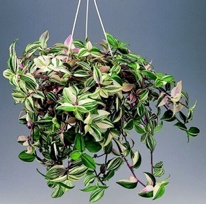 Alapjai ellátás és tenyésztési houseplant Tradescantia otthon