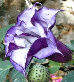 Jellemzői fejlődő növények magvait maszlag az otthoni - hasznos tanácsokat (Datura magvak) Jellemzői fejlődő növények magvait maszlag az otthoni - hasznos tippek