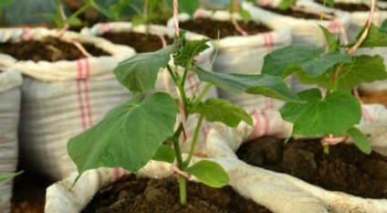 Osobennostti termesztése uborka zsákokban folyamatának leírását lépéseket, a kertész
