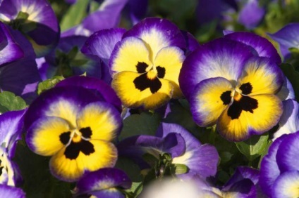 Bármely betegség enyhíteni ezeket a 12 legnépszerűbb virágok