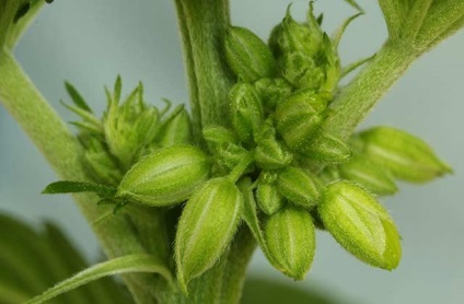 A termesztés kendermagot saját (Tippek kezdőknek) (saját) A termesztés kendermagot saját (Tippek kezdőknek)