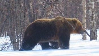 Medve vadászat egy lándzsa - különösen a fegyverek és taktikák