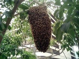 Méhraj, a méhcsalád és összetételét
