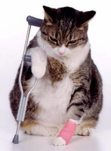 Elsősegélynyújtás a macskát, és a macska mérgezés esetén, esés a magasból - hivatalos honlapja takarmány Bosch