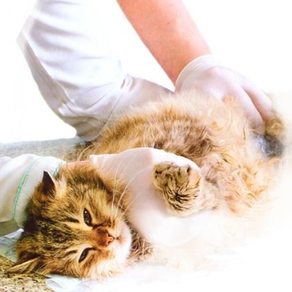 Elsősegélynyújtás a macskát, és a macska mérgezés esetén, esés a magasból - hivatalos honlapja takarmány Bosch