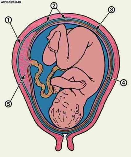 A gyümölcs-autosite, magzati membránok Medical Encyclopedia