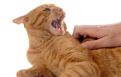 Miért macska harap mikor simogatta okokat és hogyan kell gyógyítani