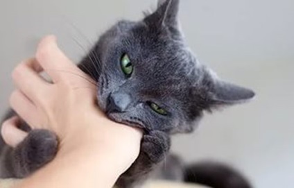 Miért macska harap mikor simogatta okokat és hogyan kell gyógyítani