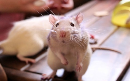 Miért az emberek félnek a patkányok és egerek, ezért a nők félnek az egerek, hogy az emberek miért félnek az egerek