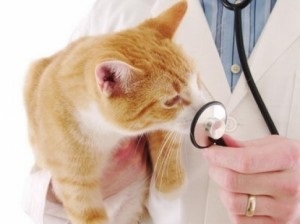 Miért van szükség kasztrált (sterilizált) macskák (kasztráció) Miért van szükség kasztrált (sterilizált) macskák