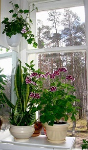 Illumination szobanövények télen