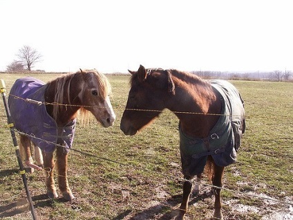 Takaró a ló, mire van szükség, hogyan kell varrni a saját kezét (kötelező) Takaró a ló, mire van szükség, hogyan kell varrni a saját kezét