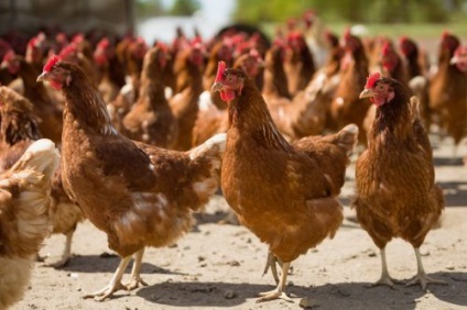 Breed csirkék Shaver Braun leírás, jellemzők, vélemények