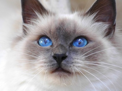 Breed szent Burma törődni macskák, az ár a burmai cica viselkedése (Sacred Birman fajta macska képet burmai macska ár) Breed szent Burma törődni macskák, az ár a burmai cicák viselkedések