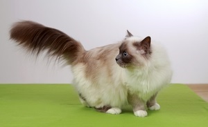 Breed szent Burma törődni macskák, az ár a burmai cica viselkedése (Burma) Breed szent Burma törődni macskák, az ár a burmai cicák viselkedések