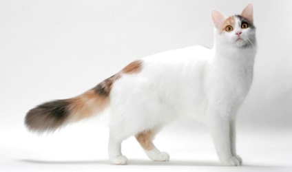 Breed Turetskiy Van - macska és a macska ősi vér, leírása és jellemzői a macska; Fürdőkád vagy van -