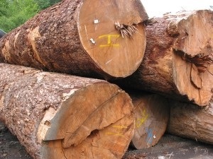 Породи деревини для дерев'яного будинку види, властивості, переваги, недоліки