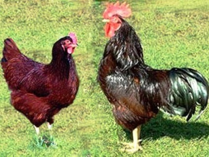 Breed tyúk tojás irányban általános jellemzőit, a leírás a legnépszerűbb fajták fotók (irány) Breed tyúk tojás irányban általános jellemzőit, a leírás a legnépszerűbb fajták fotók