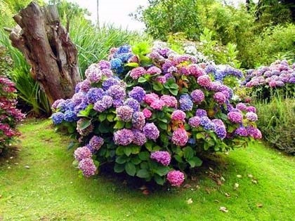 Ültetés és gondozása a kertben hortenzia szívós fajták fotó