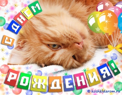Születésnapi üdvözlet a macska