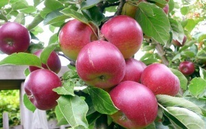 kertész workshop hogyan nőnek egy almafa egy kő