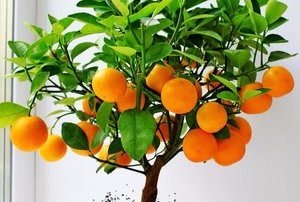 Szabályok ültetés és gondozása mandarin otthon
