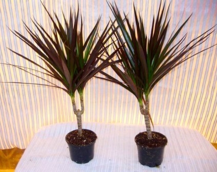 Szabályzat dracaena tenyér termesztésre képek és videó