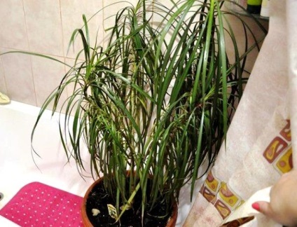 Szabályzat dracaena tenyér termesztésre képek és videó