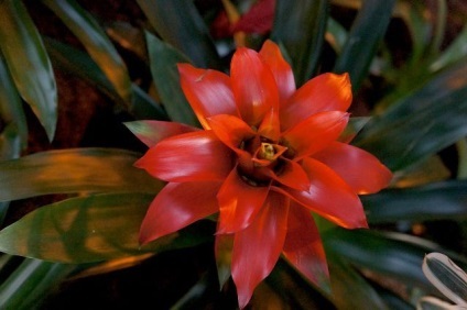 Guzman szép virág a kedvenc - szerelmi élete
