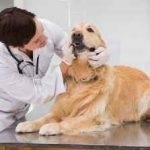 Készítmények kutyák antibakteriális, féreghajtó, fájdalomcsillapítók a terhesség, a