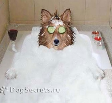 Professzionális kozmetikai kutyák (spray) Professzionális kozmetikai kutyáknak