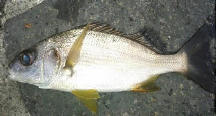Prostipoma - hal szokatlan leírás, jellemzők, főzés