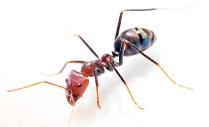 Piros vagy vörös hangyák a lakásban, hogy mit kell csinálni velük, és mik azok okait