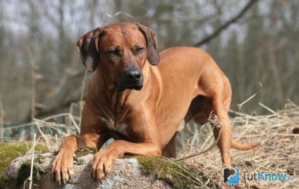 Rhodesian Ridgeback a fajta jellemzői, kiskutya ára