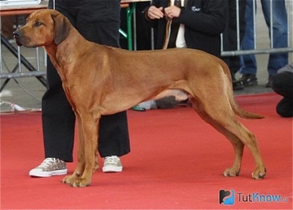 Rhodesian Ridgeback a fajta jellemzői, kiskutya ára