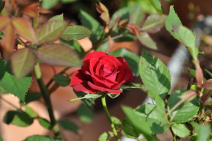 Rose - rosa fotó, termesztési feltételek, ellátás és szaporítása