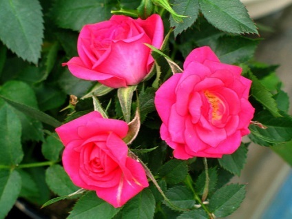 Rose - rosa fotó, termesztési feltételek, ellátás és szaporítása