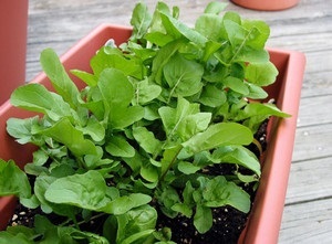 Rukkolával - saláta termesztése magokat az ablakpárkányra és ápolási otthon