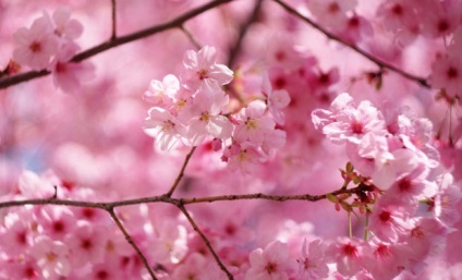 Sakura különleges leszállás és gondozása japán cseresznye szabadban