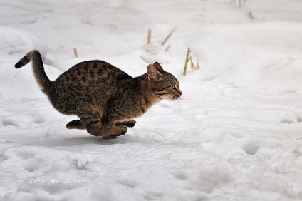 A leggyorsabb macska a világon, vad, fotók