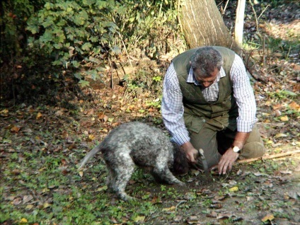 A legdrágább gomba a világon