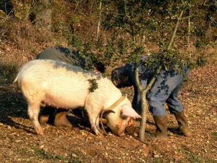 A legdrágább gomba a világon