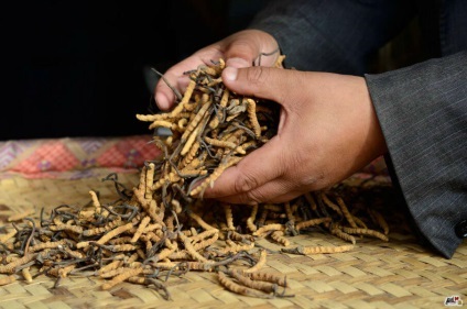 A legdrágább gomba a világon (a legtöbb) A legdrágább gomba a világon