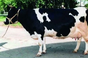 A legtöbb tejelő tehenek leírása fekete-tarka fajta