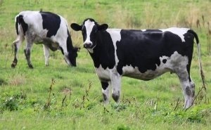 Самі молочні корови опис чорно-рябої породи