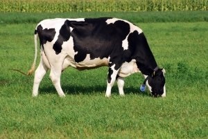 Самі молочні корови опис чорно-рябої породи