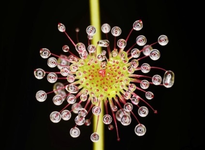 A legszokatlanabb virágok a világ top 30, a tudomány vita