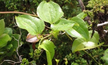 Sarsaparilla smilax nezabudkotsvetkovy, sarsaparilla sarsaparilla és gyógyító tulajdonságait