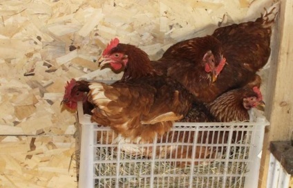 Shaver braun fajta csirkék leírás egy fotó, a szükséges ápolási és karbantartási felülvizsgálatok tenyésztők